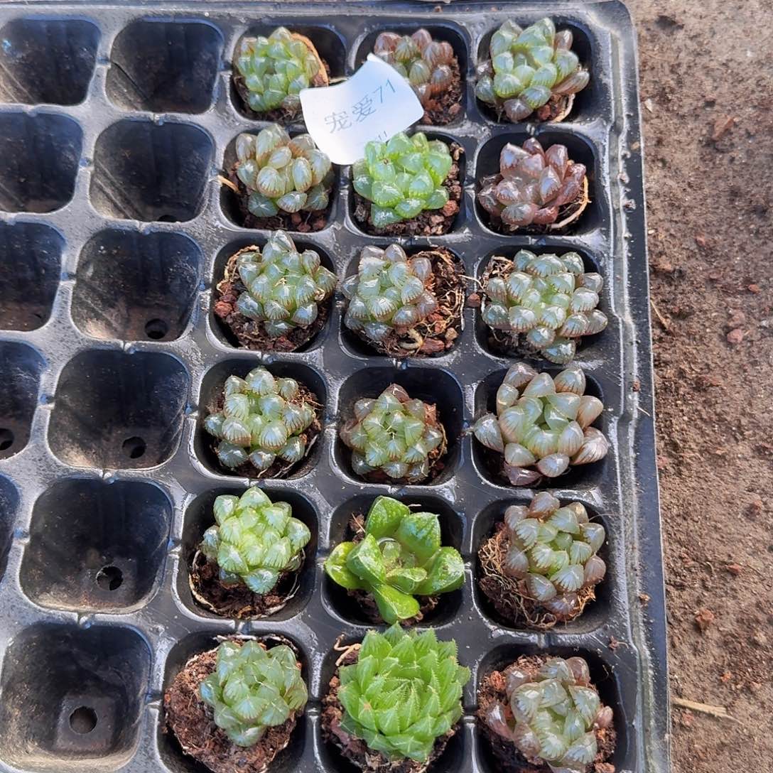 直播福利一物一拍71