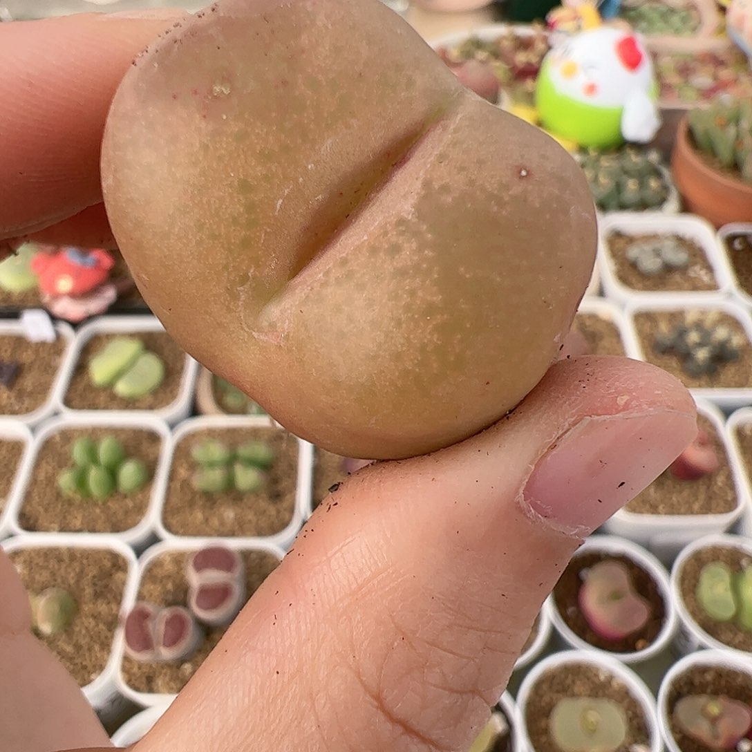 【闪购商品】199 吕氏