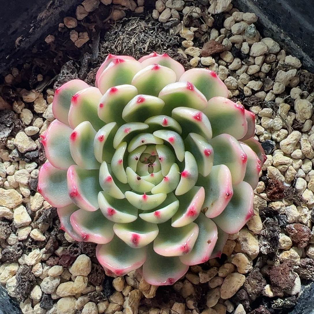 姬莲锦，多肉植物