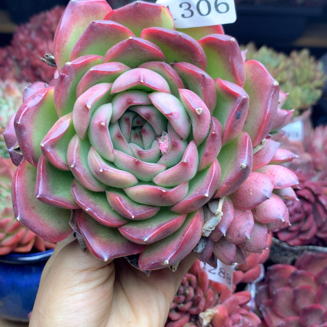 1306杂交多肉植物