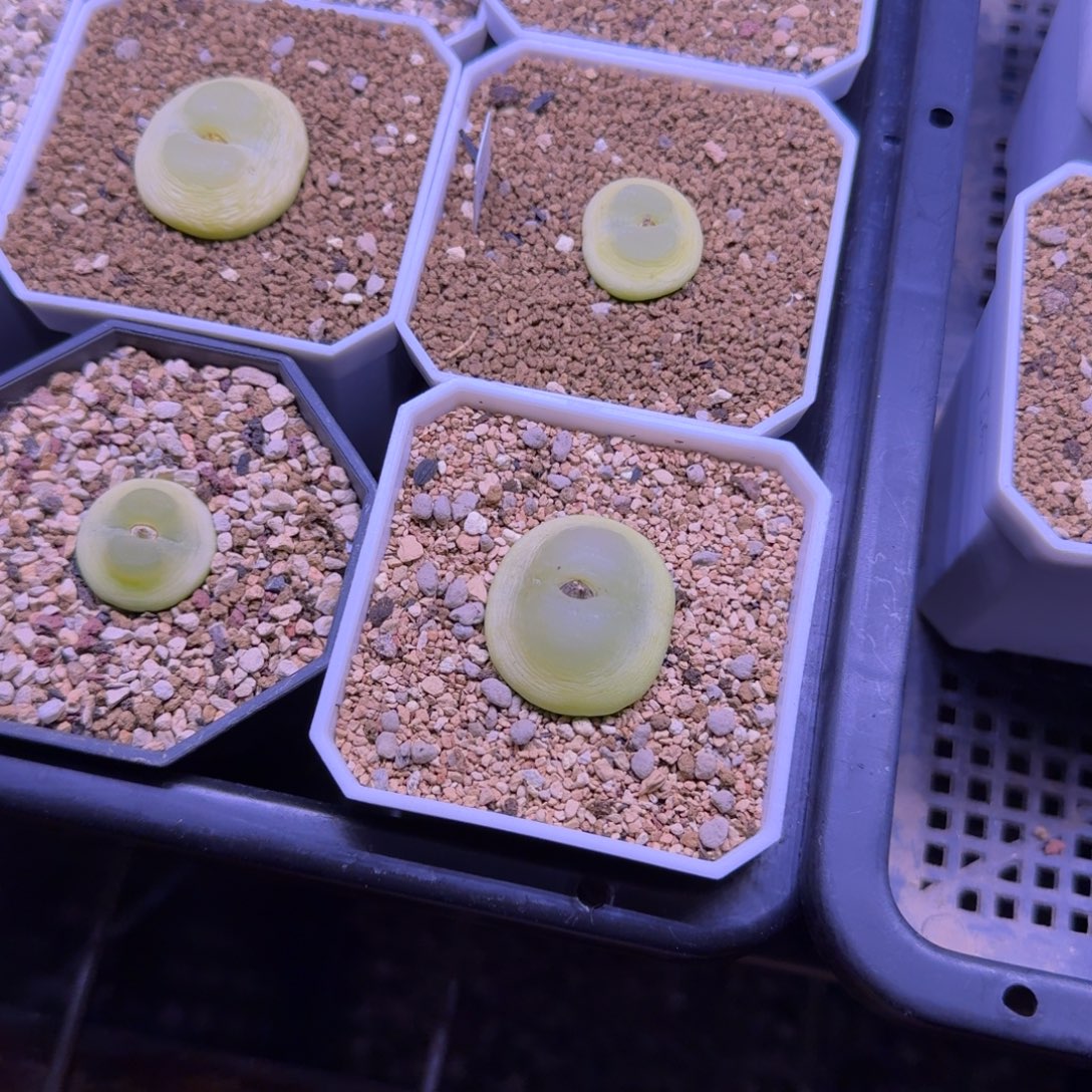 多肉多肉多肉150元