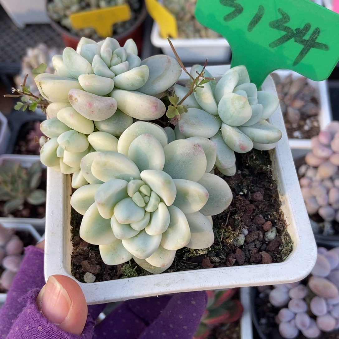 3134劳尔锦多肉植物