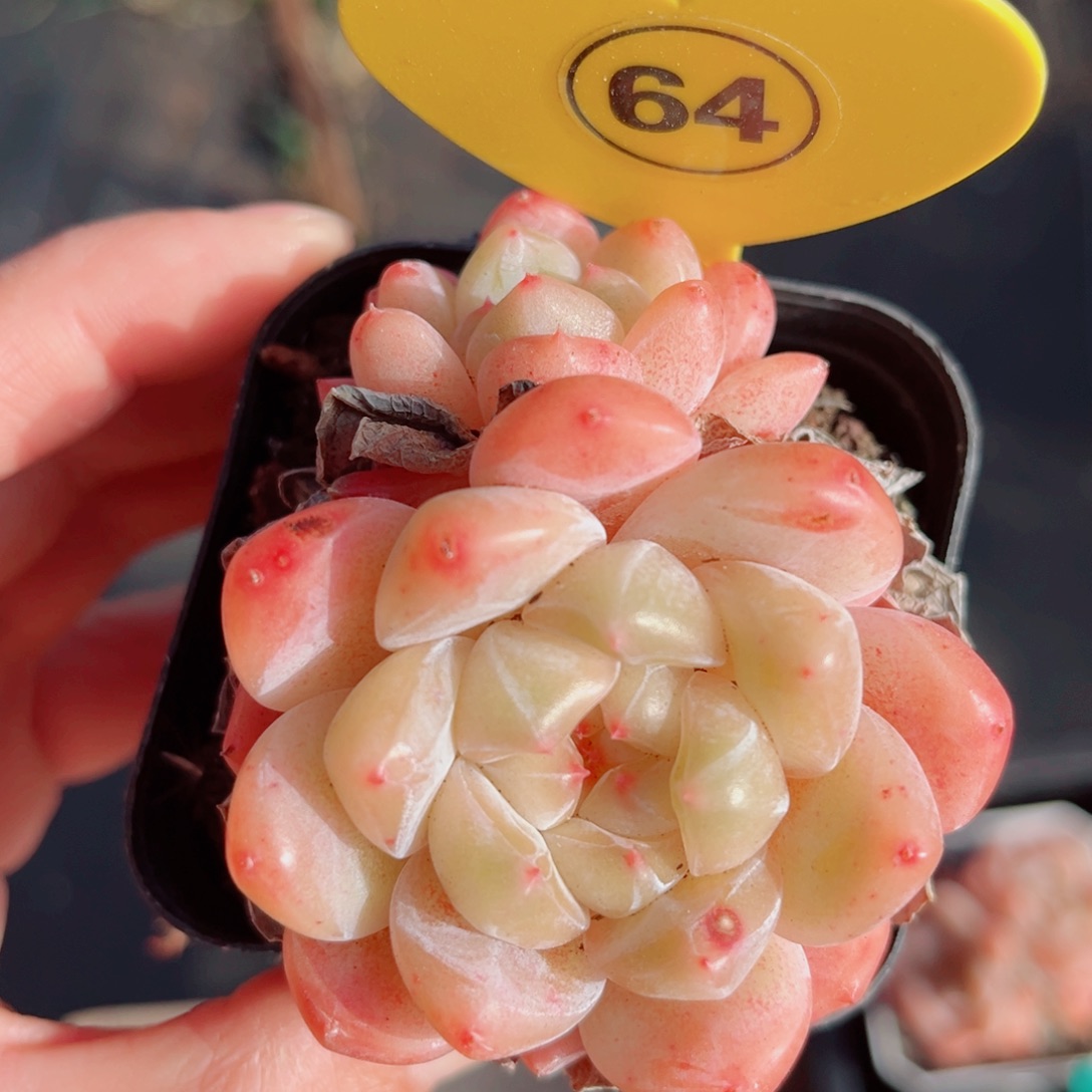 64号小老桩糖心双头