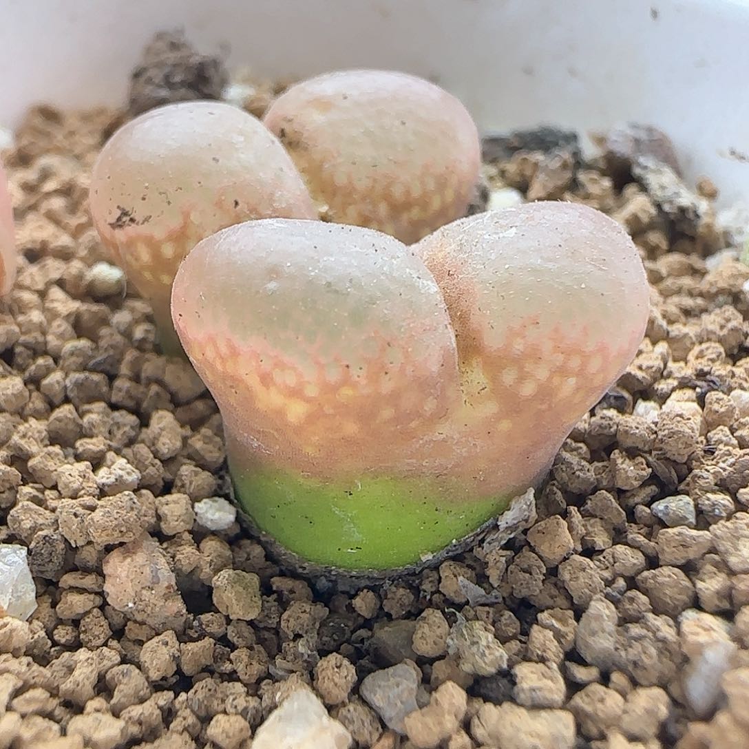 年后脱土发货24838