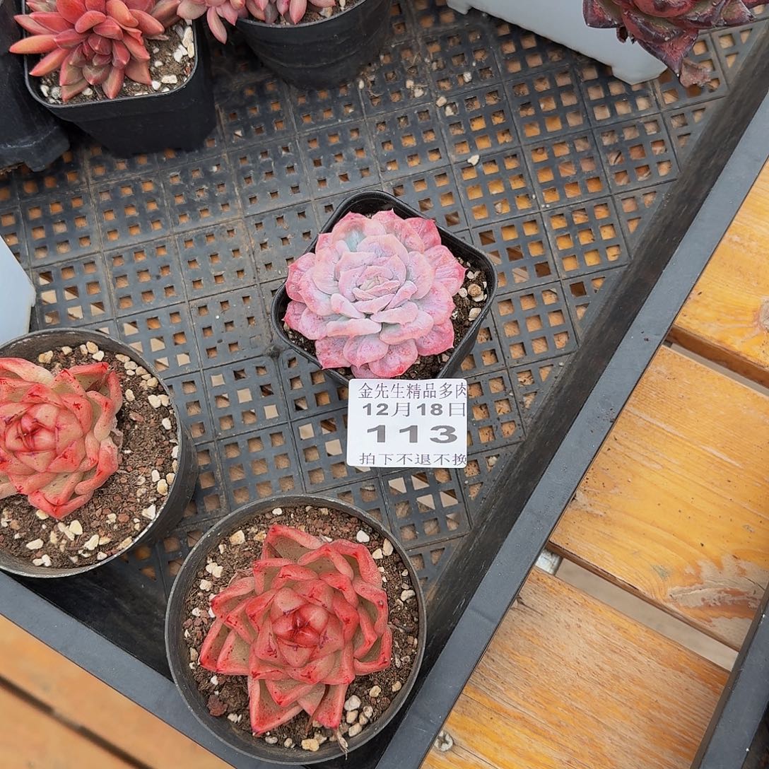 富***枝1218-113泡泡纱裙单头