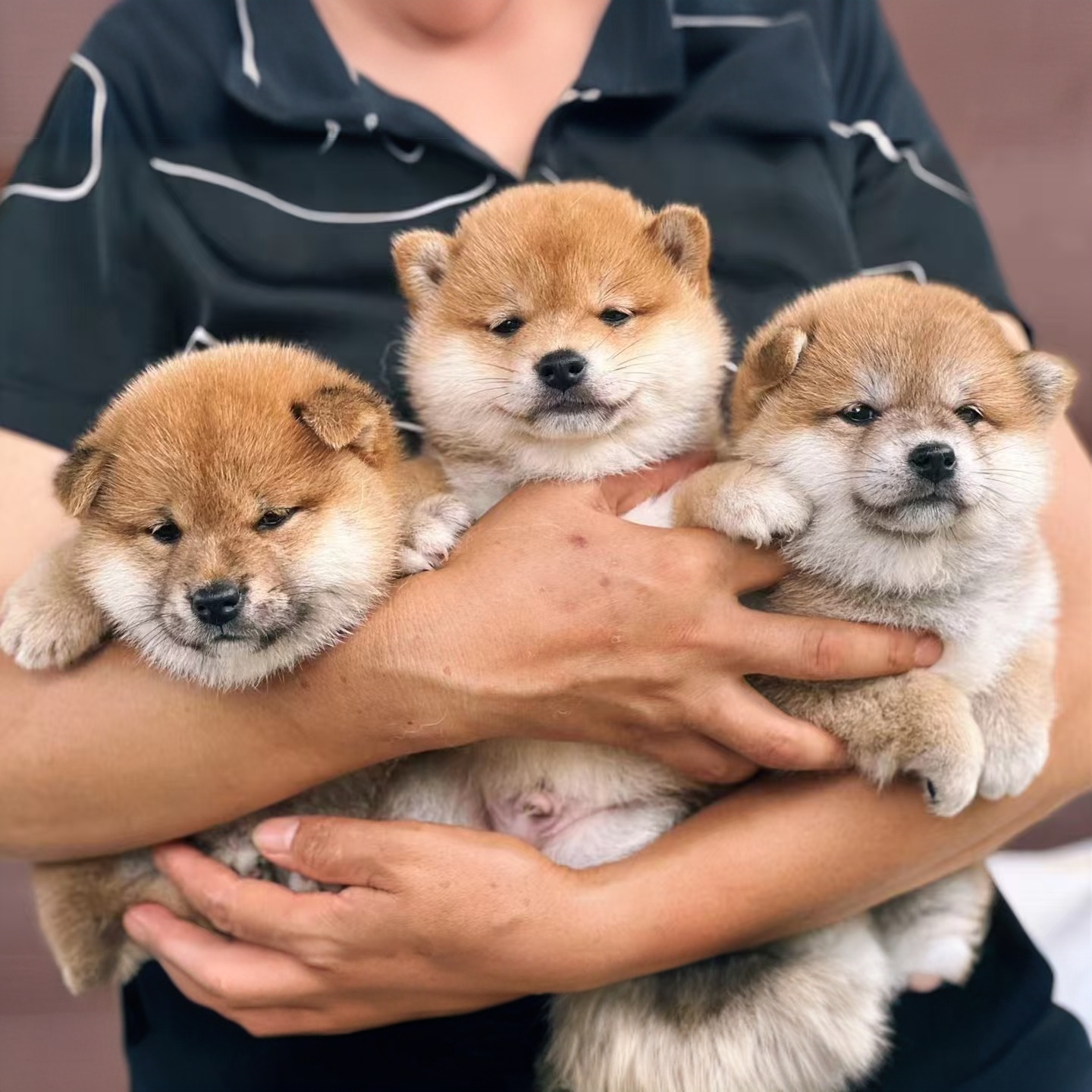 哈罗34李恒柴犬幼犬豆柴小体型迷你幼崽纯正宠物狗日本秋田中国的
