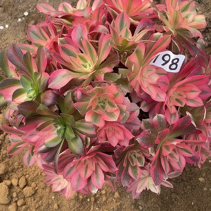 198粉女巫多肉植物