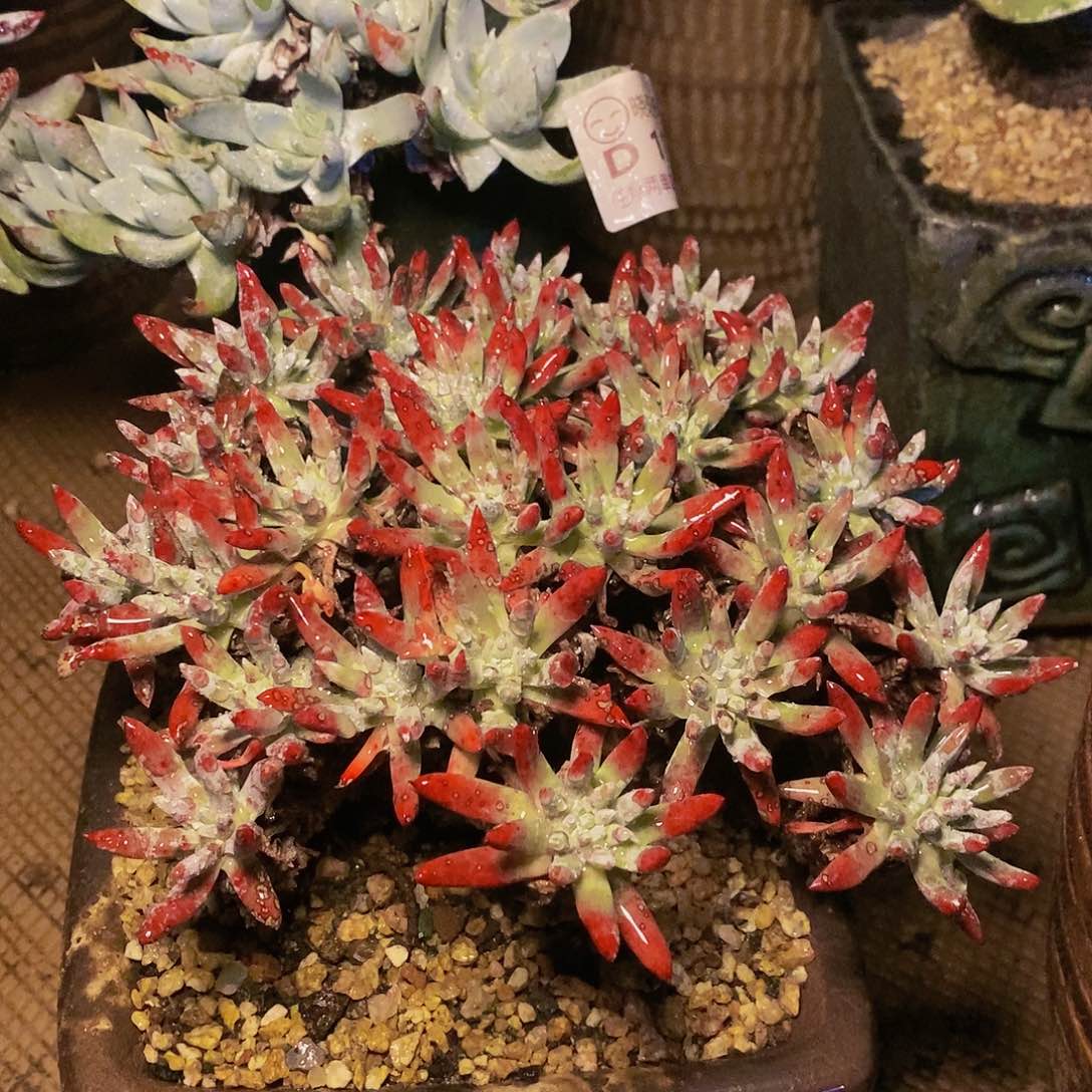 【闪购商品】哈哈哈哈雪花1256多肉