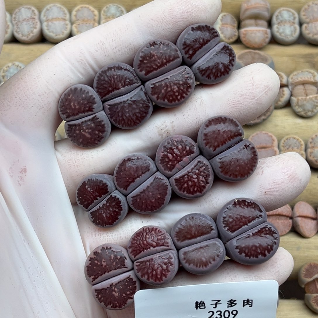 2309号一首特价紫菊