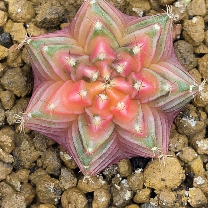 粉色果冻 一物一拍