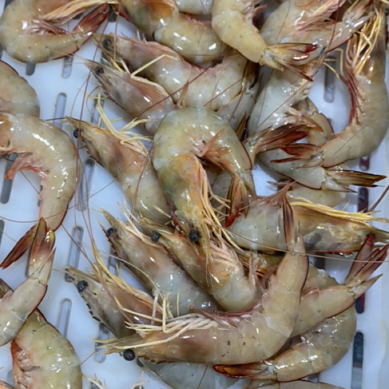 吕四本港大明虾顺丰包邮