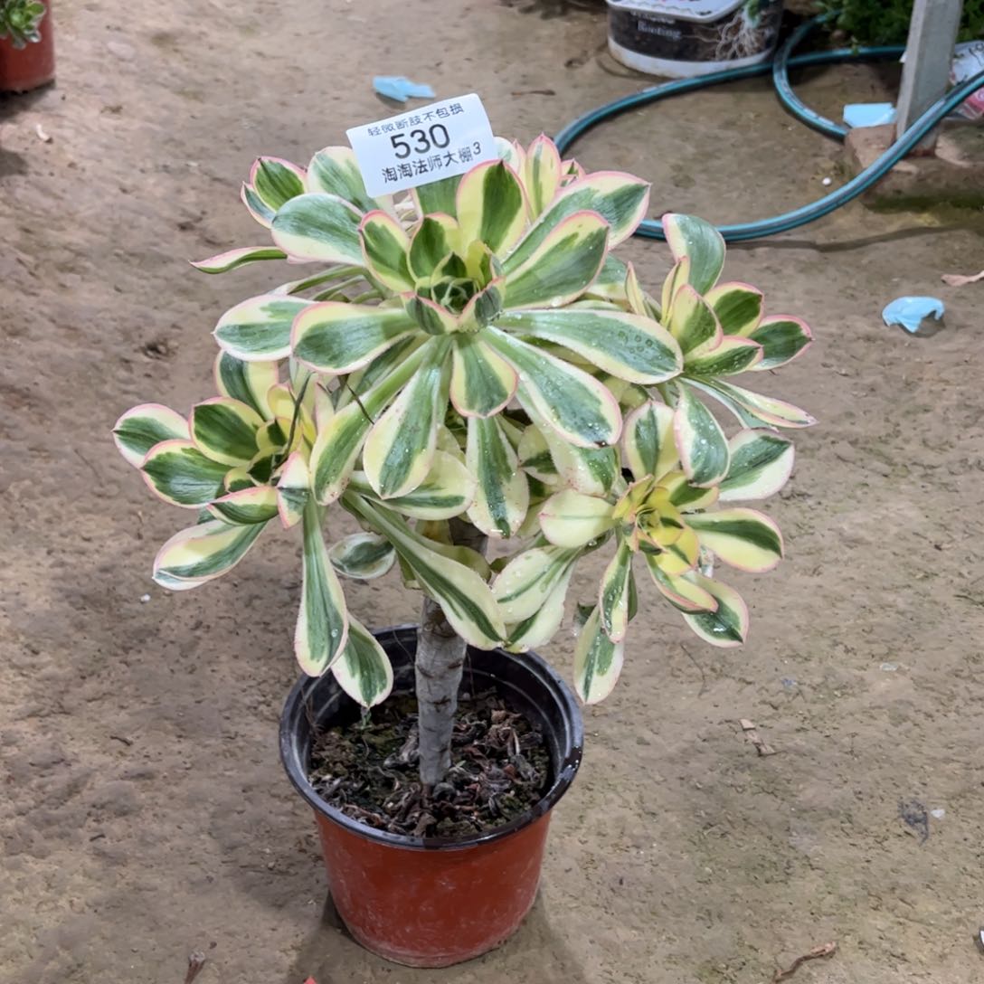 530燕资锦多肉植物