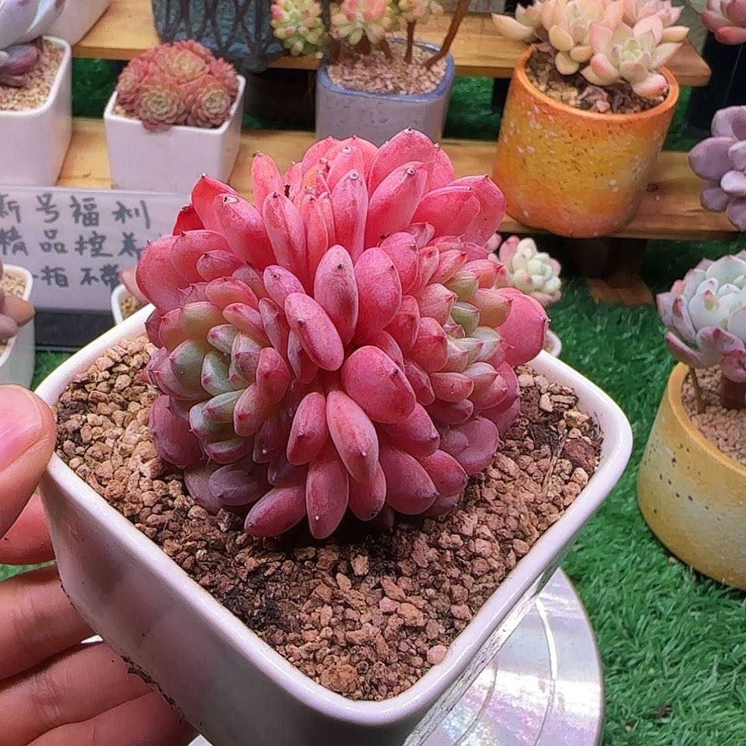 白胖子不带盆土发货