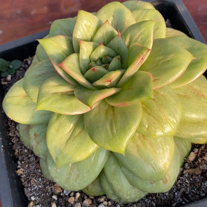 蔷薇玛丽亚整单头多肉