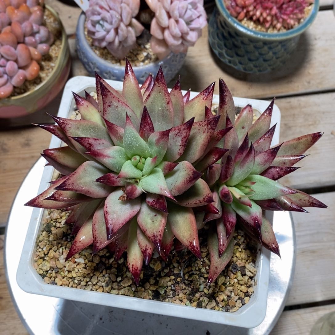 一物一拍多肉，可问规格，满38包邮