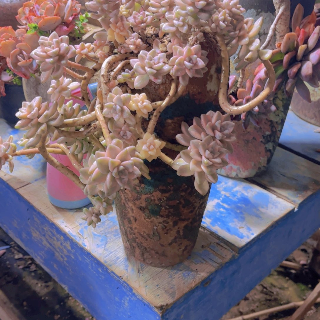 ****姐多肉肉的肉体都是我的一种习惯