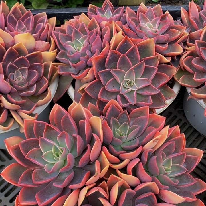 控养状态紫气东来群生