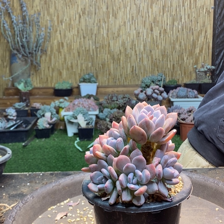 爱***己484号灰娘多肉植物