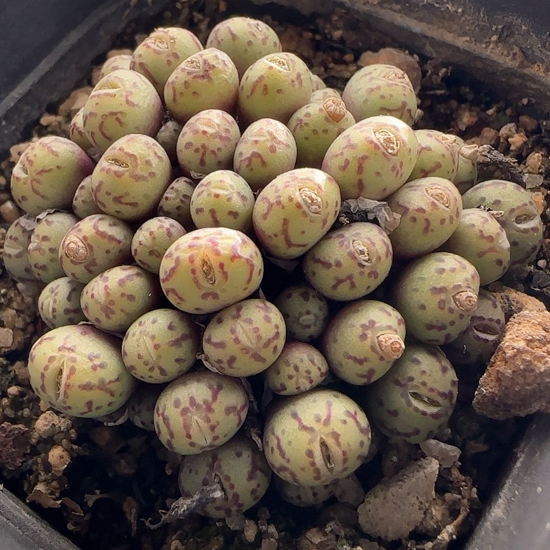 28包邮脱土发货26927