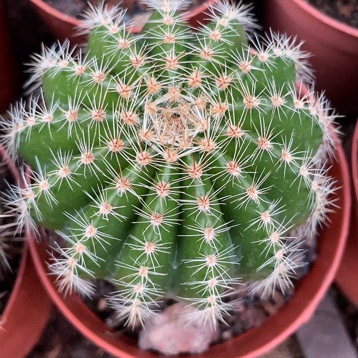 97号实生彩草带盆土