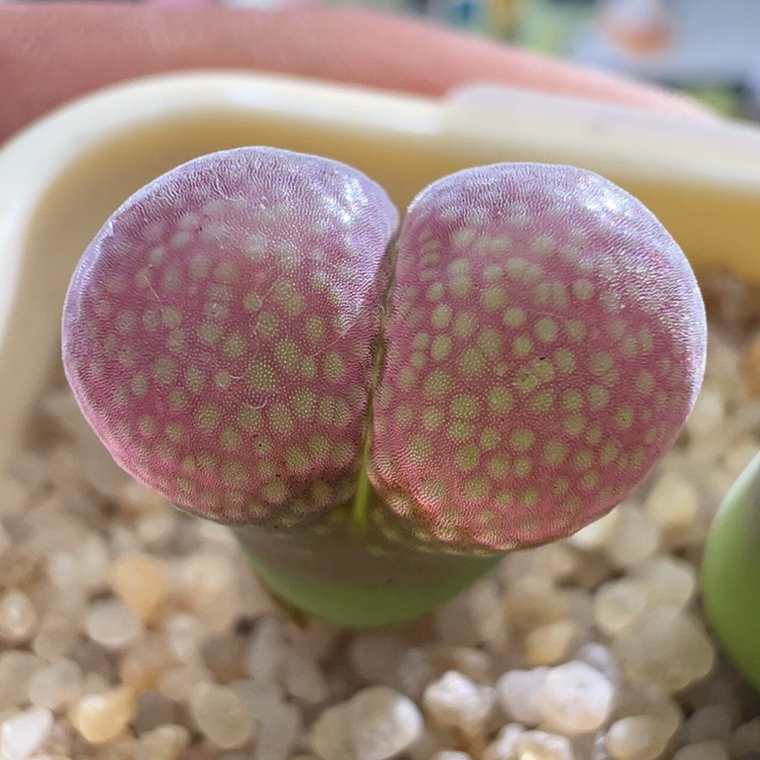 【柏实花园】红宝石风铃单头阳台盆栽多肉植物