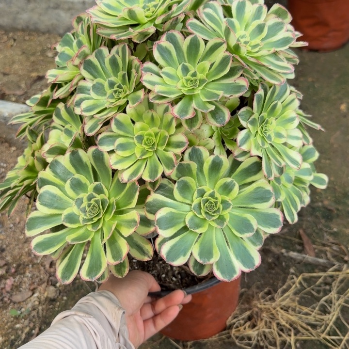 223白兰地。多肉植物