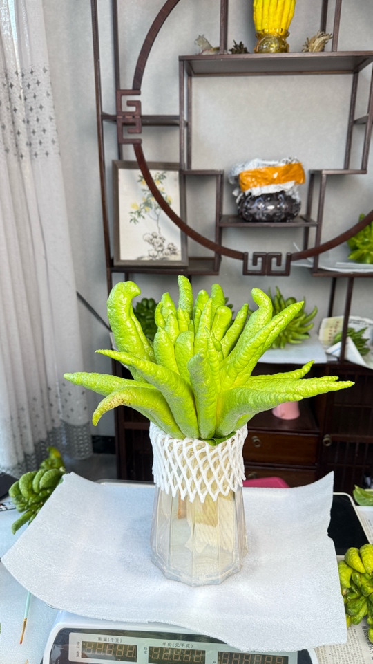 云南佛手柑·一物一拍