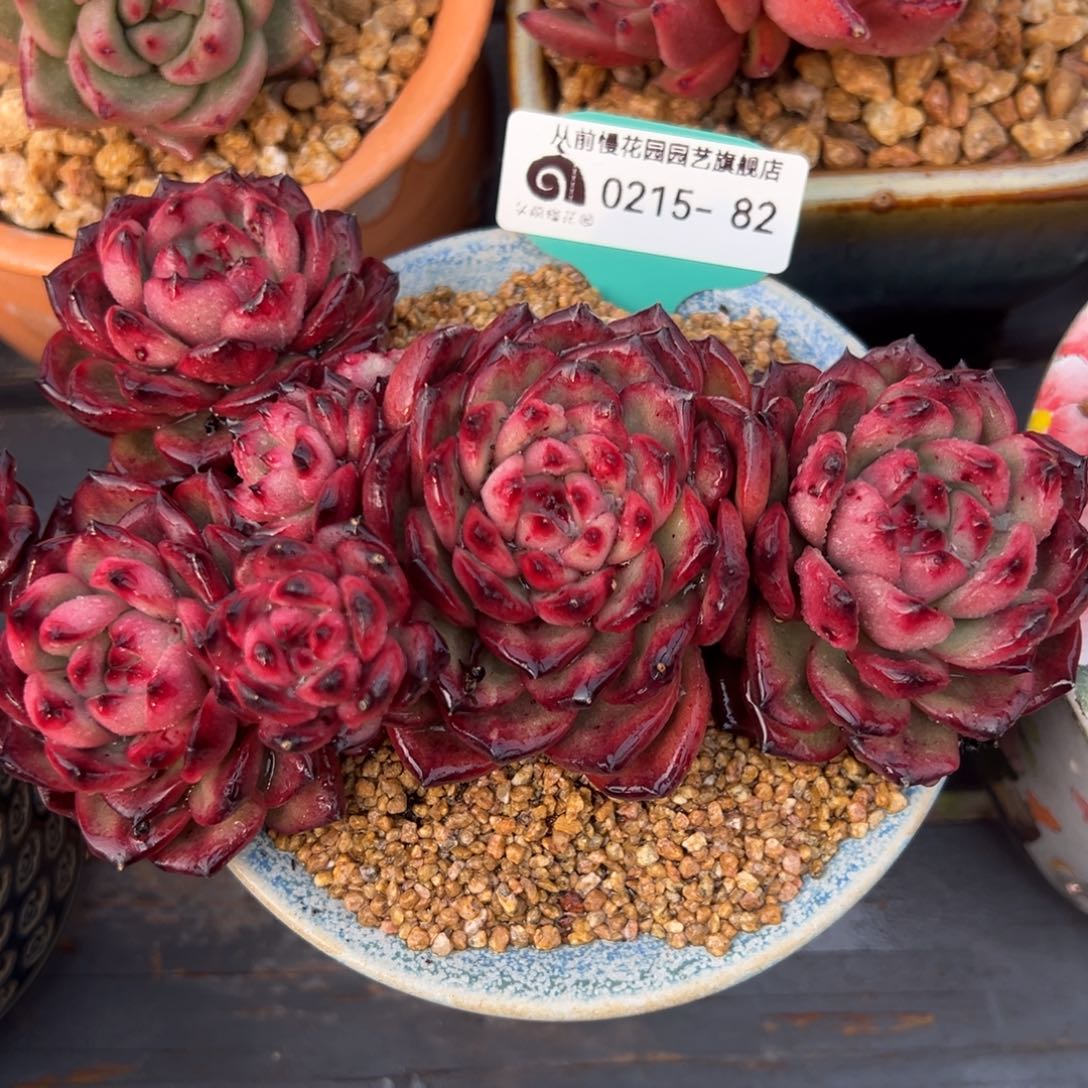 从前慢多肉精选编号0215.82