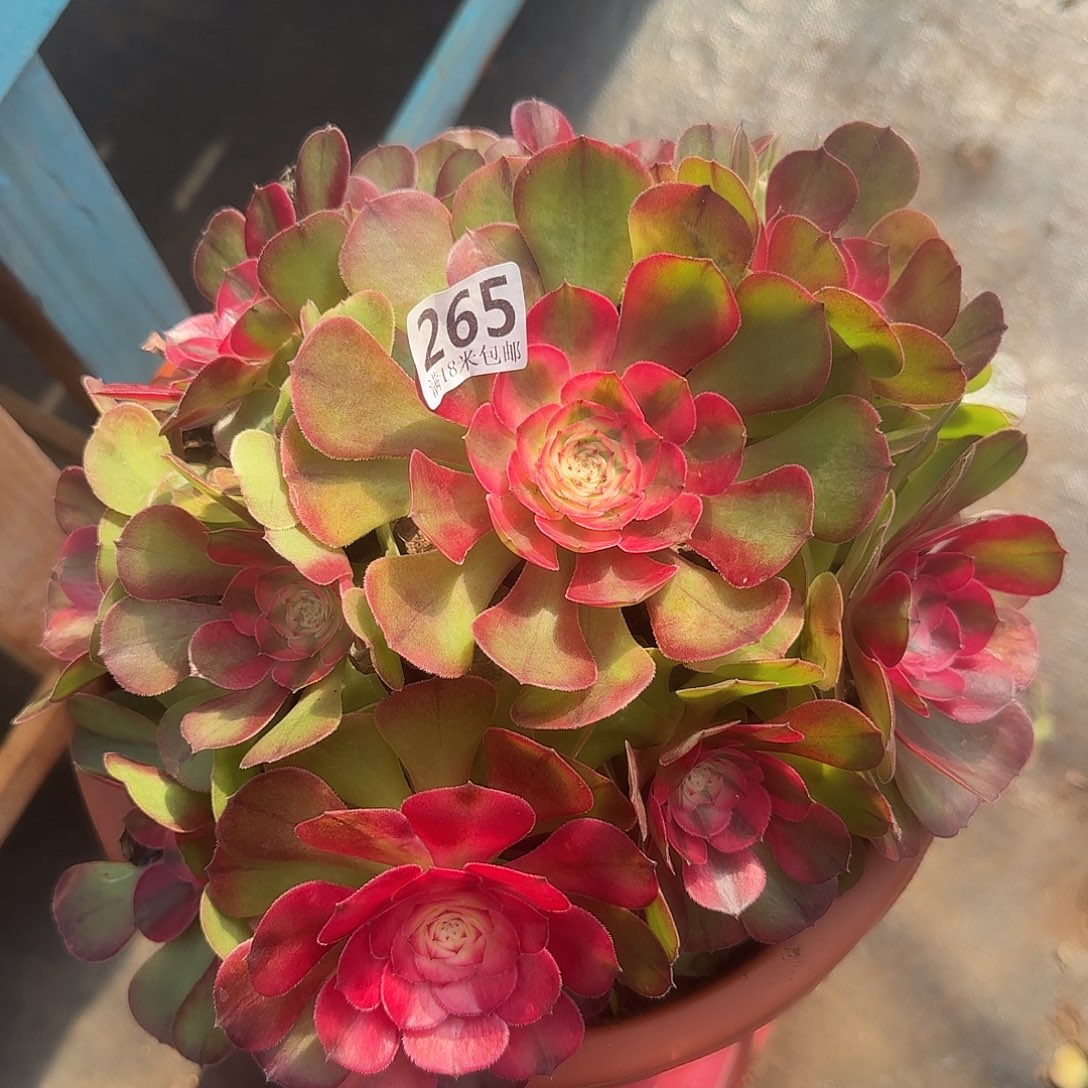 265荔枝捧花福利发货