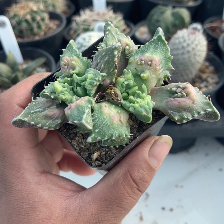 完全开放特价带盆发