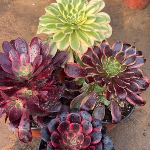 144多肉植物组合