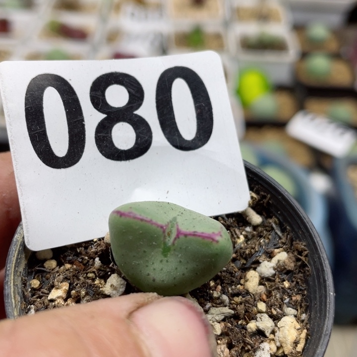 080红边少将带盆