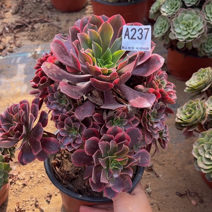 金丝却多肉植物237.