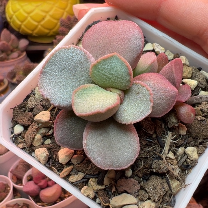 柒***柒吉祥如意的一天从早上