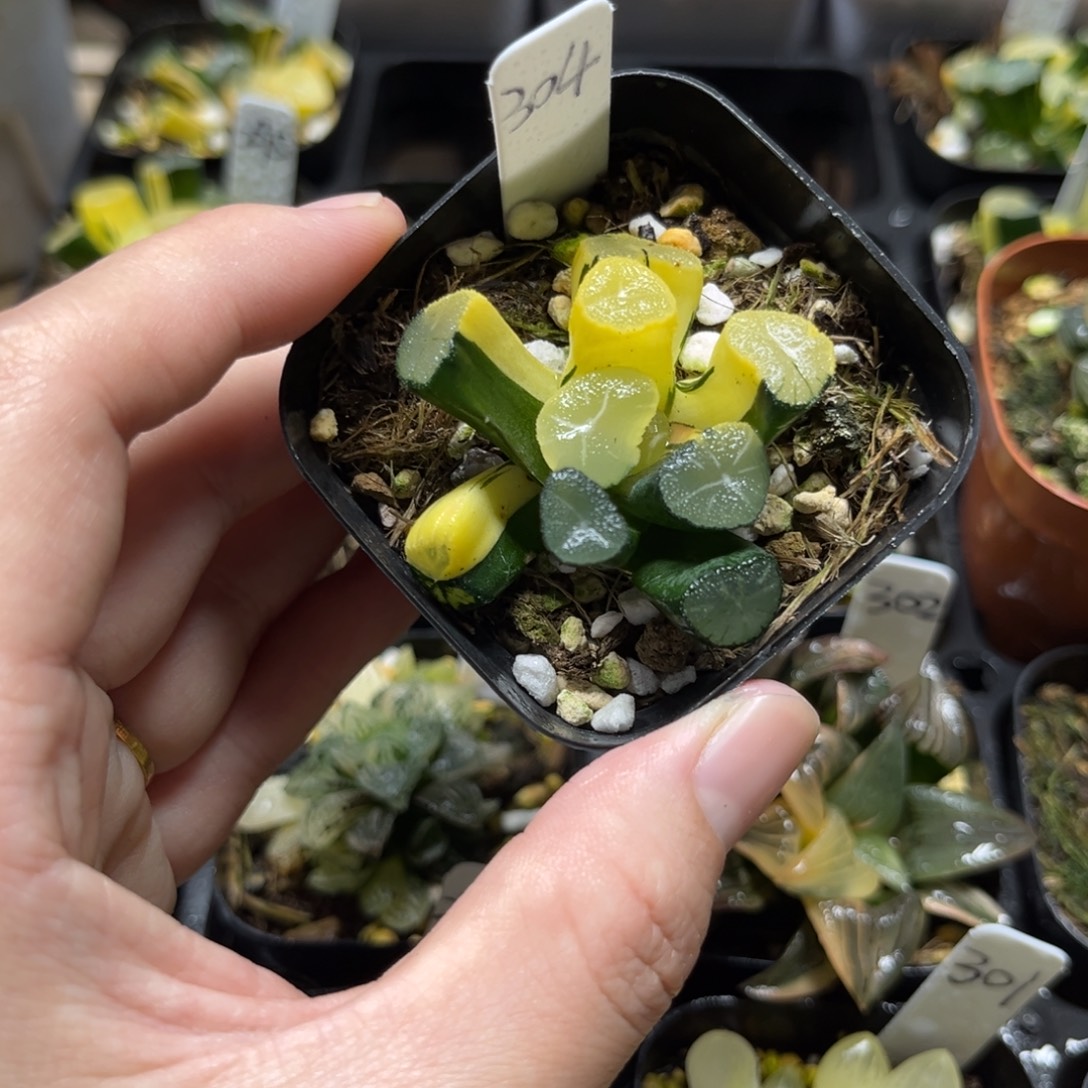 304玉龙万象锦一物一拍