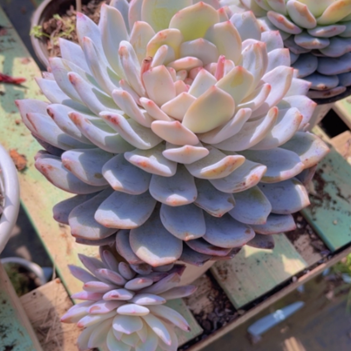 【闪购商品】橙梦露05136