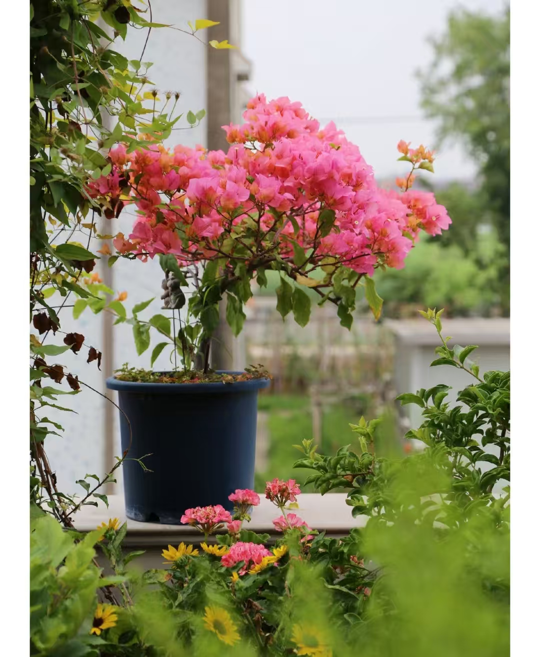 《波妹》一物一拍三角梅，运输途中落花落叶属于正常现象，介意慎拍