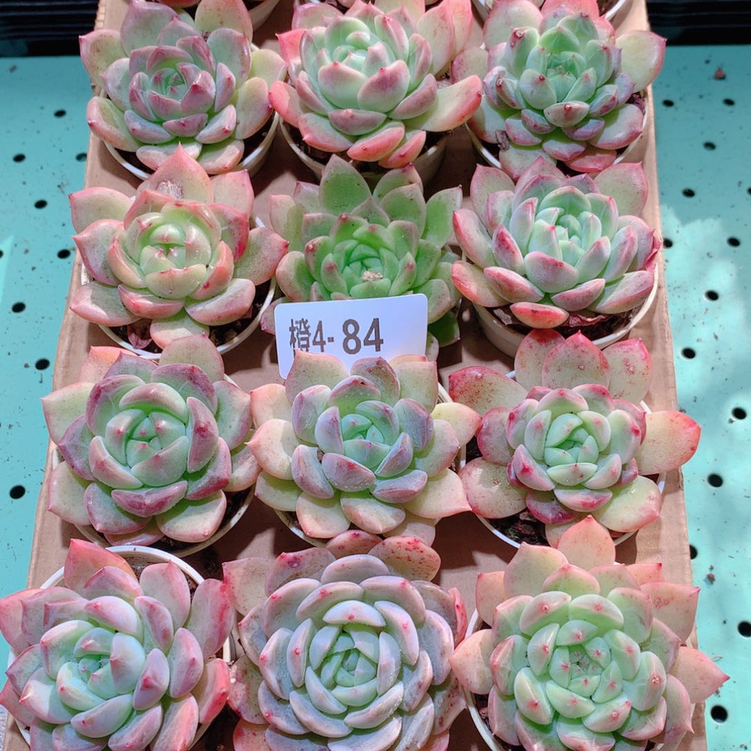 4-84一物一拍多肉带盆18颗