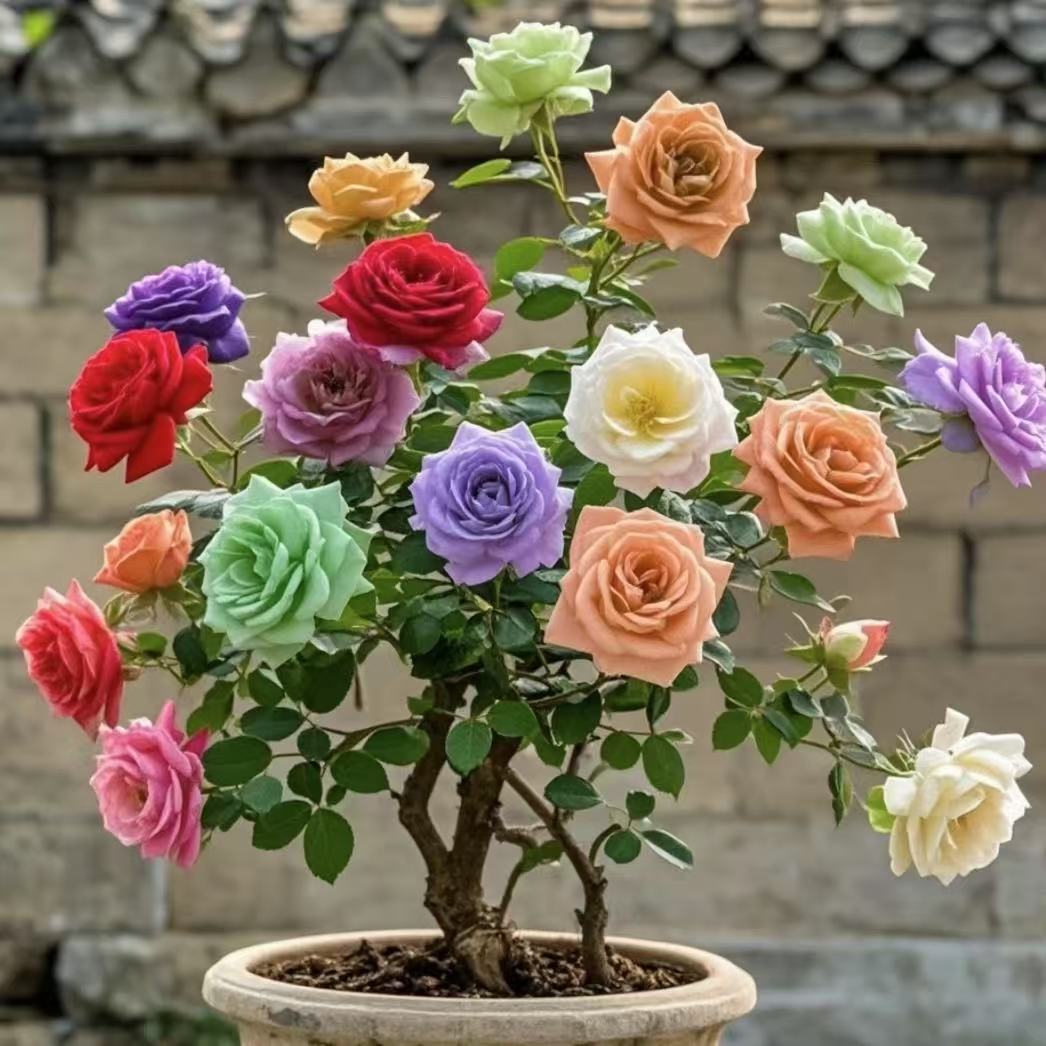 一颗多色（8年大苗）买三送一玫瑰苗老桩月季阳台耐寒绿植盆栽地栽