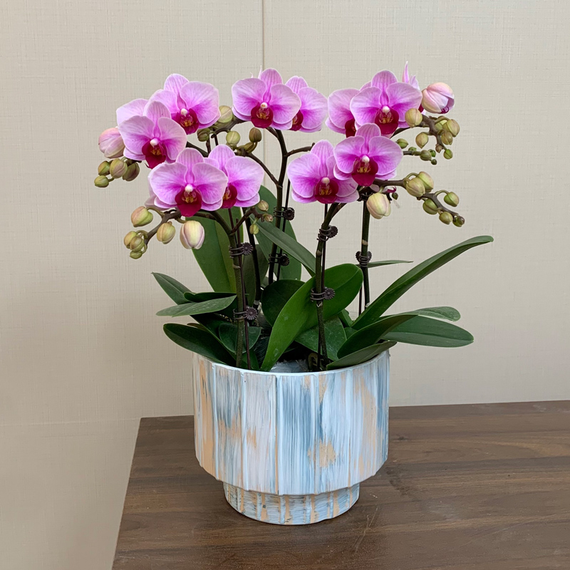 【宝贝】名品蝴蝶兰新手推荐 粉色系轻奢室内送礼佳品