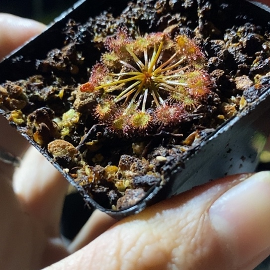 完全开放球根茅膏菜