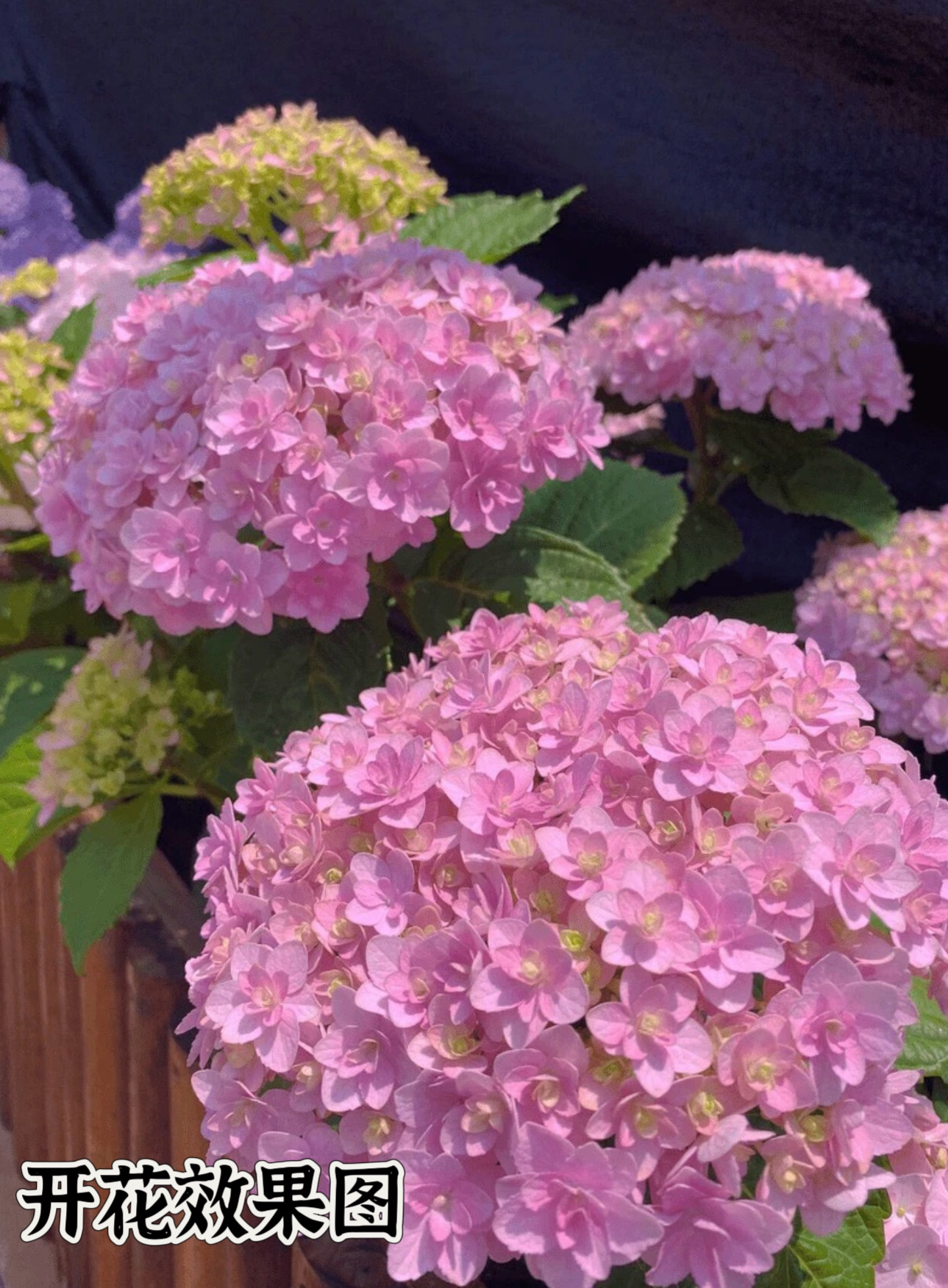 5加仑太阳神殿桩子不售后（已发货拒绝无理由退货退款或拒签）