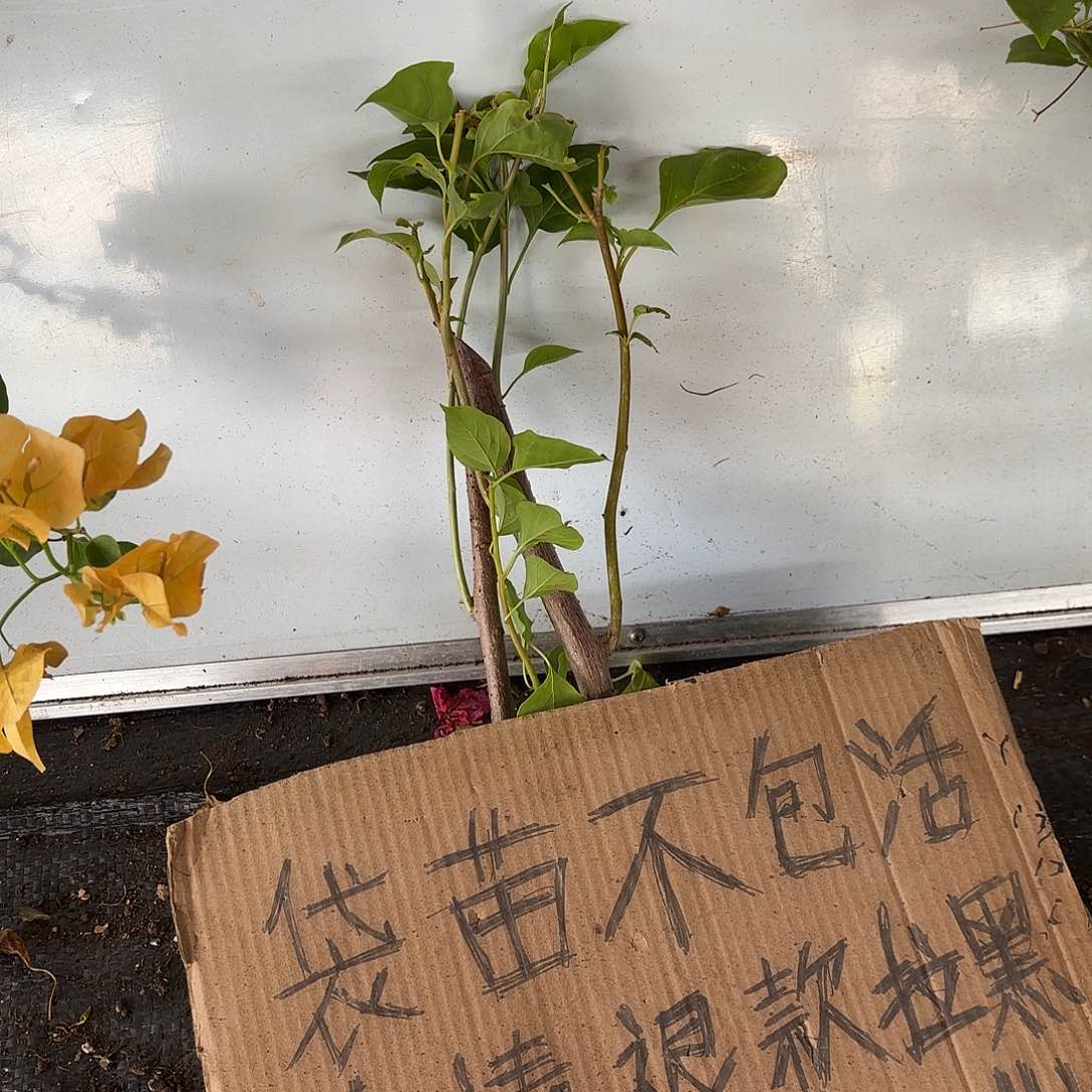 期***盼无花朵袋苗盲盒两颗