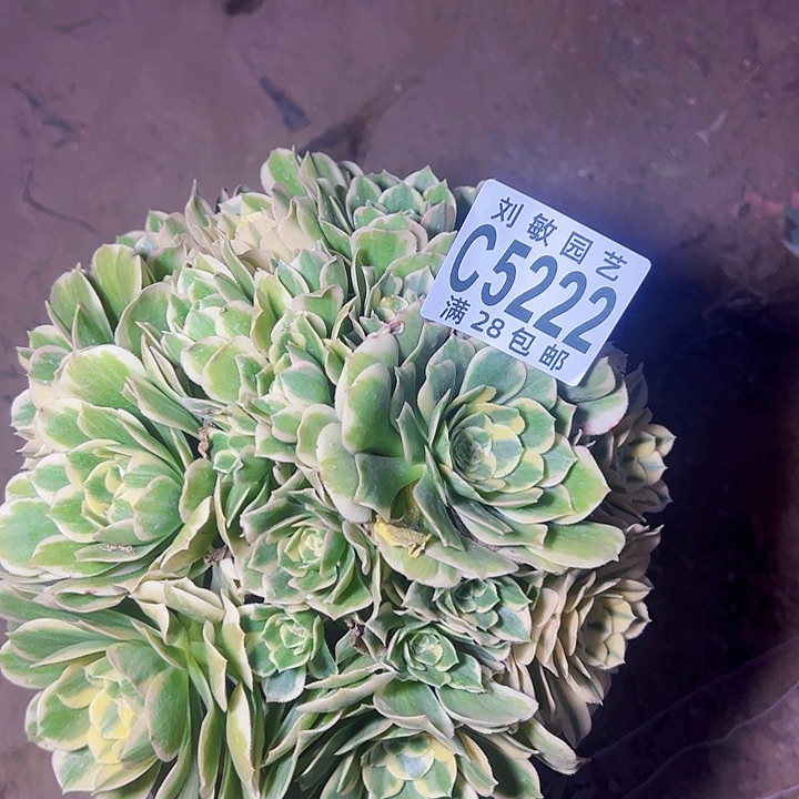 迈巴赫多肉植物法师法师5222