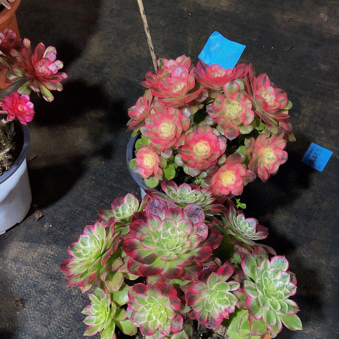 毛*头荔枝066法师多肉066