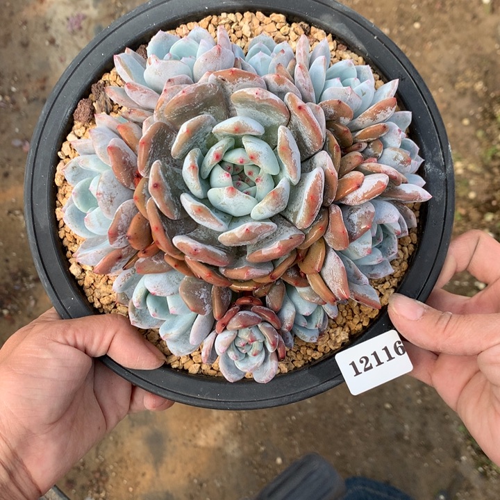 12116俄文嗯嗯嗯5号嗯嗯