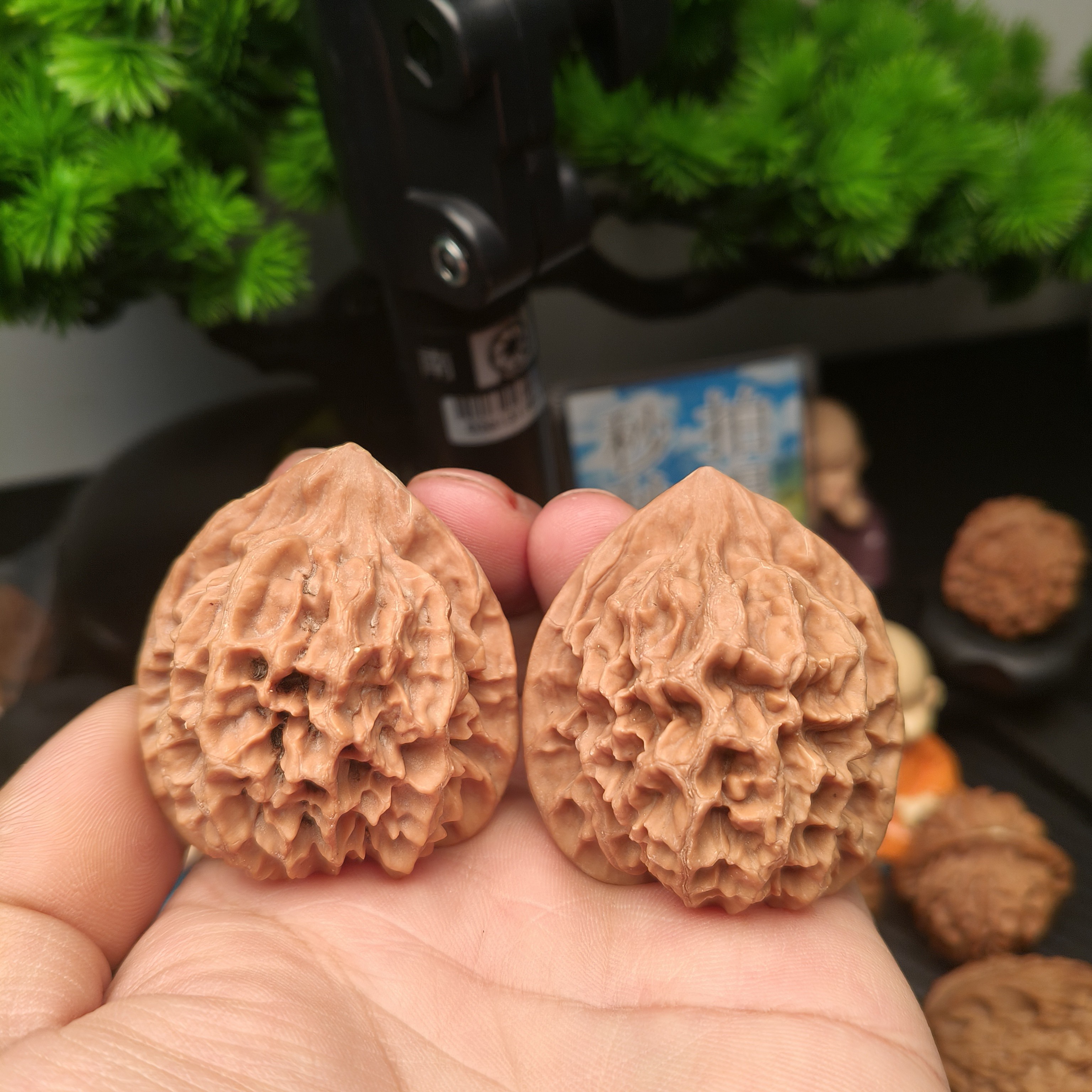 秦核老二核桃链接