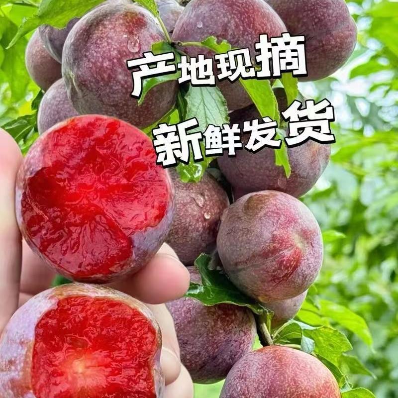 【广西高山三华李】中果现采现摘高山三华李子 酸脆甜爽口 孕妇水果