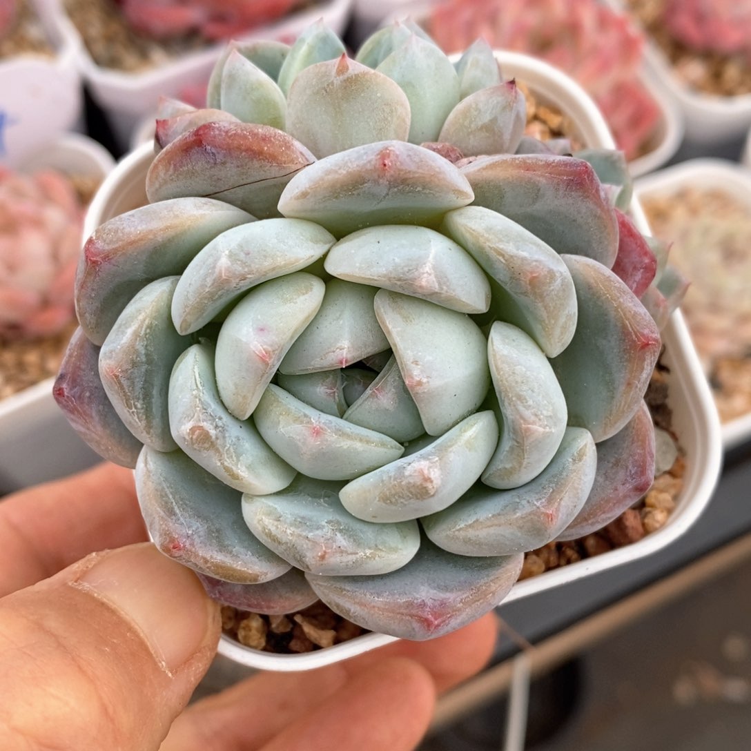 精品多肉一物一拍37