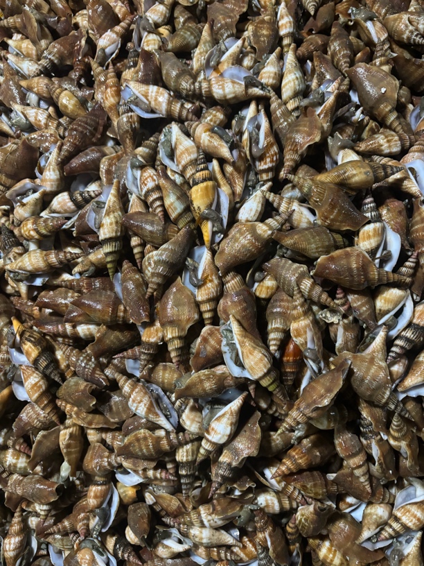 广东汕尾本港 跳螺 螺公 凤尾螺 鲜活顺丰发货